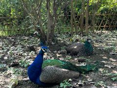 -合肥滨湖国家森林公园