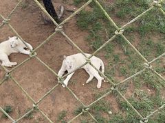 -西霞口神雕山野生动物世界