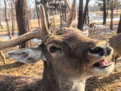 -秦皇岛野生动物园