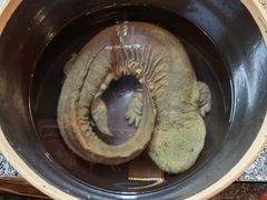 -印象鲵宴·张家界地标美食名片(溪布街店)