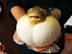 -肆月河豚·新淮扬(金融街店)