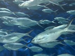 -上海海洋水族馆