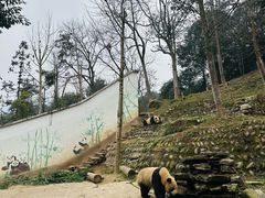 -中国大熊猫保护研究中心雅安碧峰峡基地