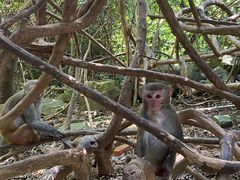 -南湾猴岛+椰田古寨一日游