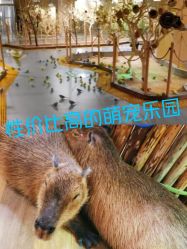 -七巧国萌宠乐园(龙湖天街店)