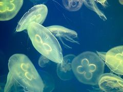 -海合安武汉极地海洋公园