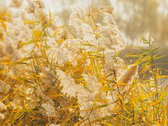 -野鸭湖国家湿地公园