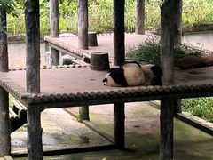 -中国大熊猫保护研究中心雅安碧峰峡基地