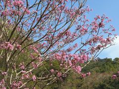 -红花湖景区