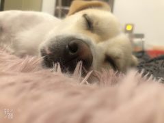 -安安宠医·安宠宠物医院