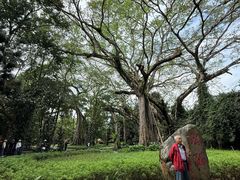 -瑞丽独树成林风景区