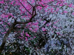 -杭州植物园