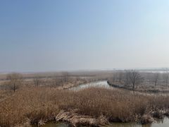 -盐城丹顶鹤湿地生态旅游区