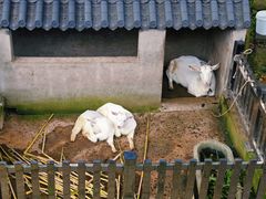 -绍兴大禹开元观堂-若耶厅