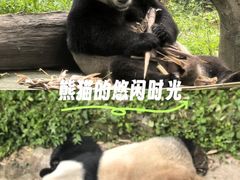 -都江堰中华大熊猫苑