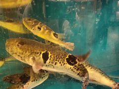 -天正河鲀·河豚亭(大连店)