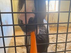 -北京群众马术培训基地