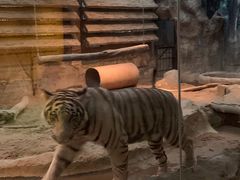 -清迈夜间动物园