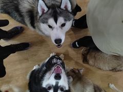 -Husky Go! 哈士奇体验馆·宠物咖啡厅狗咖