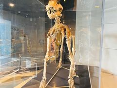 -北京周口店北京人遗址博物馆