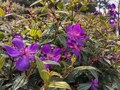 -铁山坪森林公园