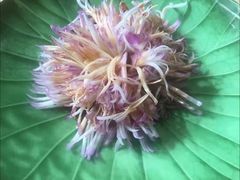 -荷风细雨·中国茶宴(碧云店)