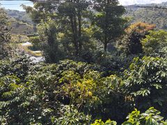 -大益茶庭(勐海会员中心店)