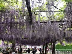 -嘉定紫藤园