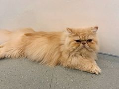 -飞行喵MR PILOT|猫舍·猫咖(静安大融城店)