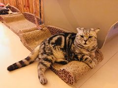 -名猫咖啡馆·撸猫·拼豆