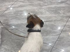 -芭比堂动物医院·24小时·眼科中心(深圳中心)