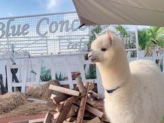 -Blue Concept Cafe&Farm·關於藍