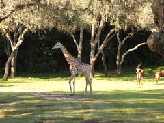 -奥兰多迪士尼动物王国乐园