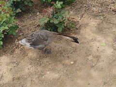 -宠车虎•京安机动车检测场