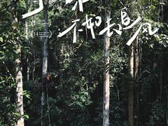 -西双版纳原始森林公园