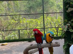 -野象谷景区