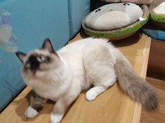 -滚猫咖啡·猫咖·猫友好撸猫(未来城店)