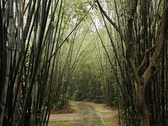 -开平碉楼文化旅游区马降龙景区