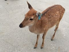 -鹿境梅花鹿生态园区