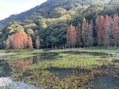 -广州市石门国家森林公园