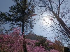 -青岛大珠山景区