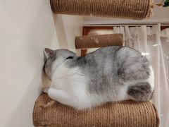 -共舞时光猫咖·狗咖(新街口店)