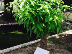 -上海多利农业发展有限公司