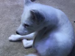 -芜湖新华联大白鲸海洋公园