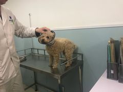 -中农大我爱我爱24h动物医院·中医针灸·猫专科·骨科医疗中心(双井店)
