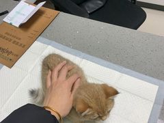 -安安宠医·安烨宠物医院·宠物保险(北仑分院)