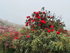 -贵州百里杜鹃风景名胜区