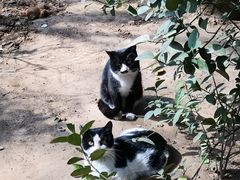 -联萌宠物医院(猫病专科)
