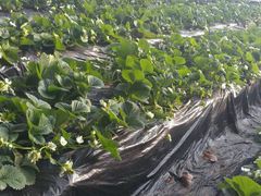 -北京龙庆四季香农家饭庄·灶台鱼·碳烤虹鳟鱼(龙庆峡店)