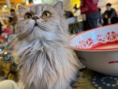 -平行世界·猫咖(首经贸店)